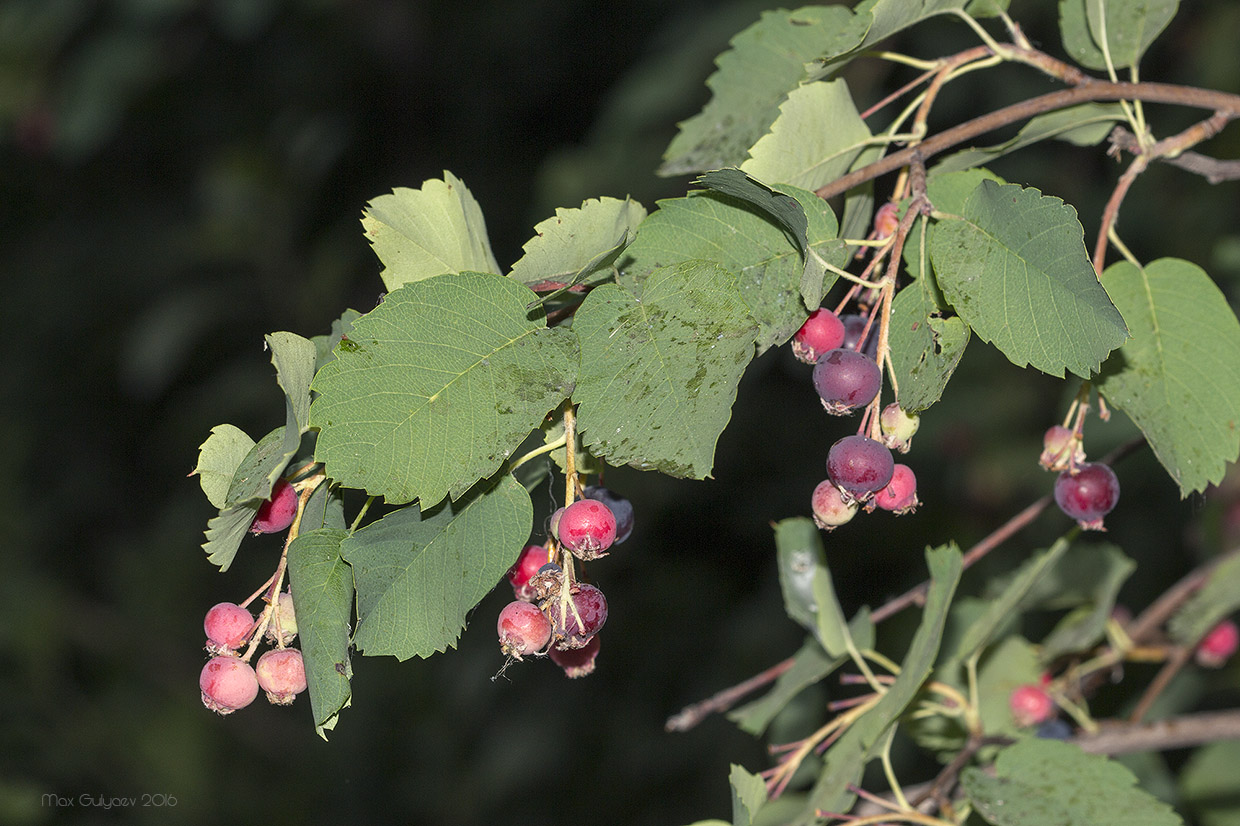 Image of Amelanchier alnifolia specimen.