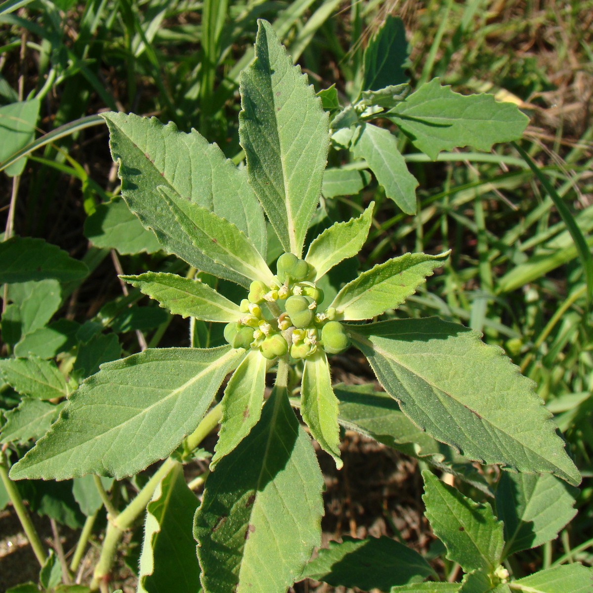 Изображение особи Euphorbia davidii.