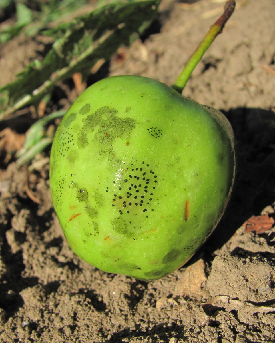 Изображение особи род Malus.