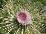 Cirsium semenowii