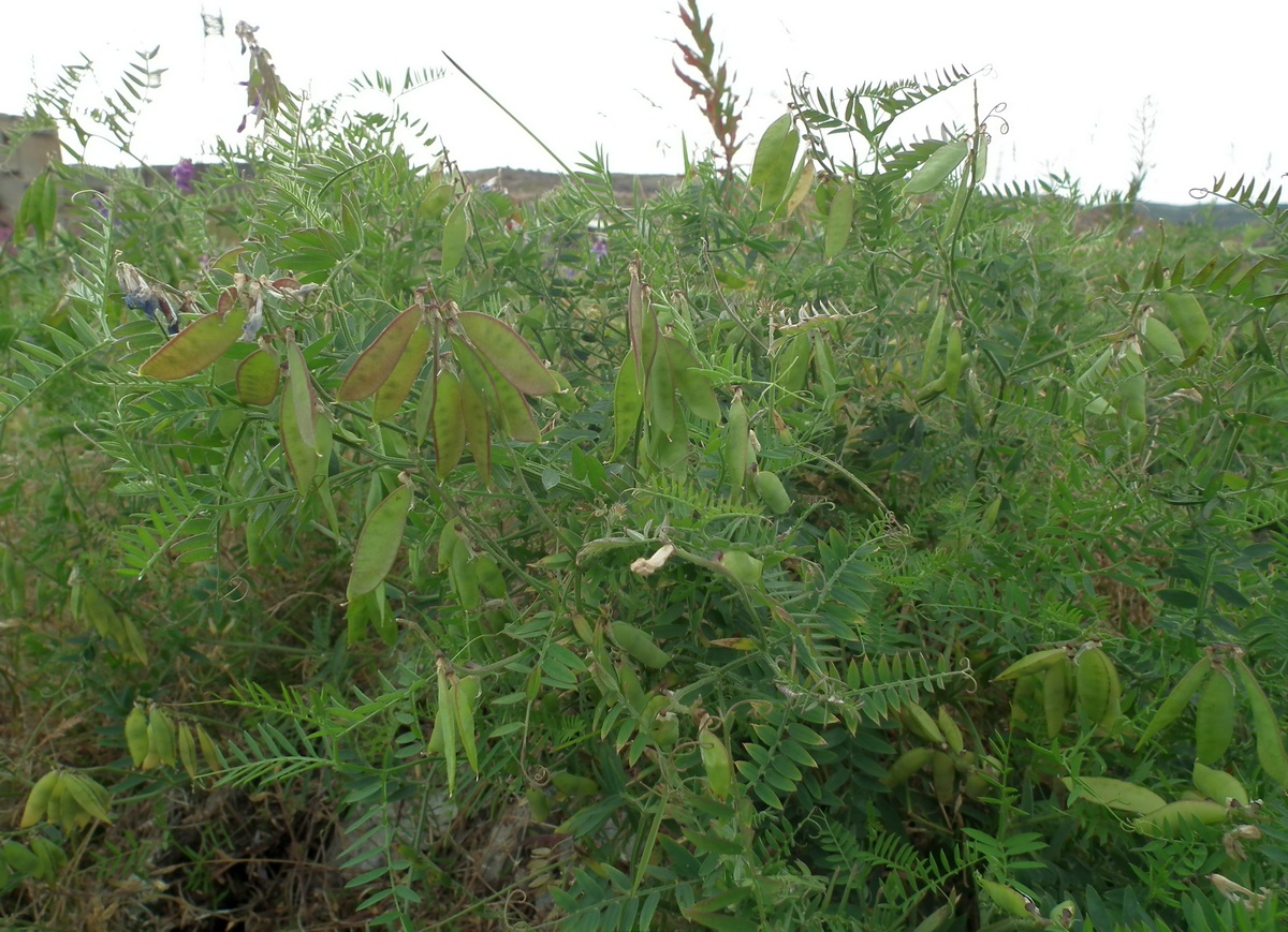 Image of Vicia cracca specimen.