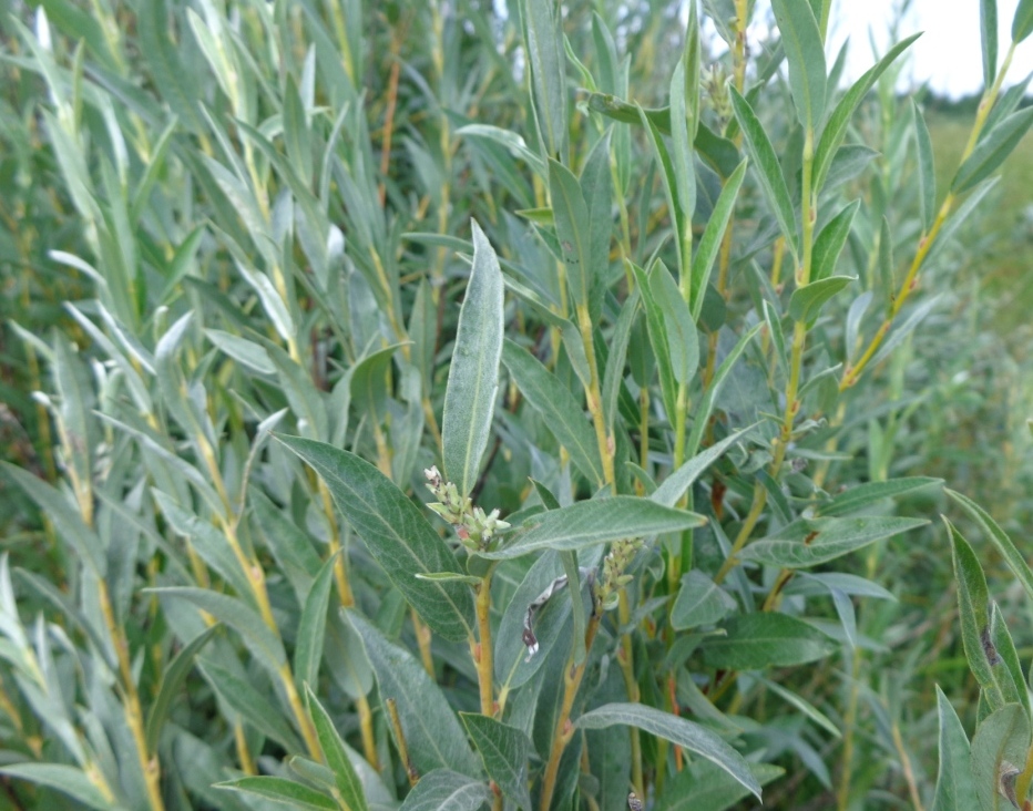 Image of Salix rosmarinifolia specimen.