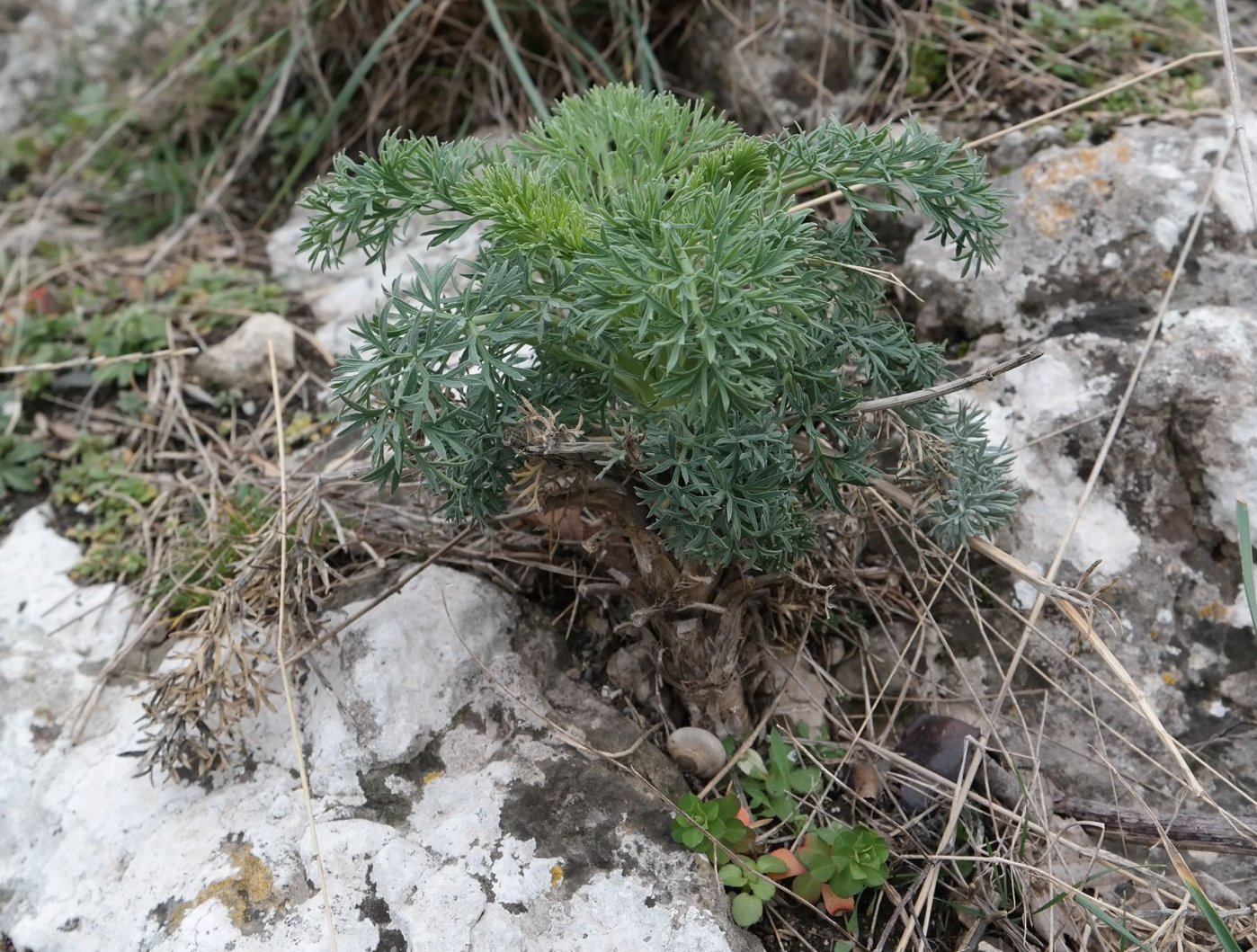 Image of Seseli gummiferum specimen.