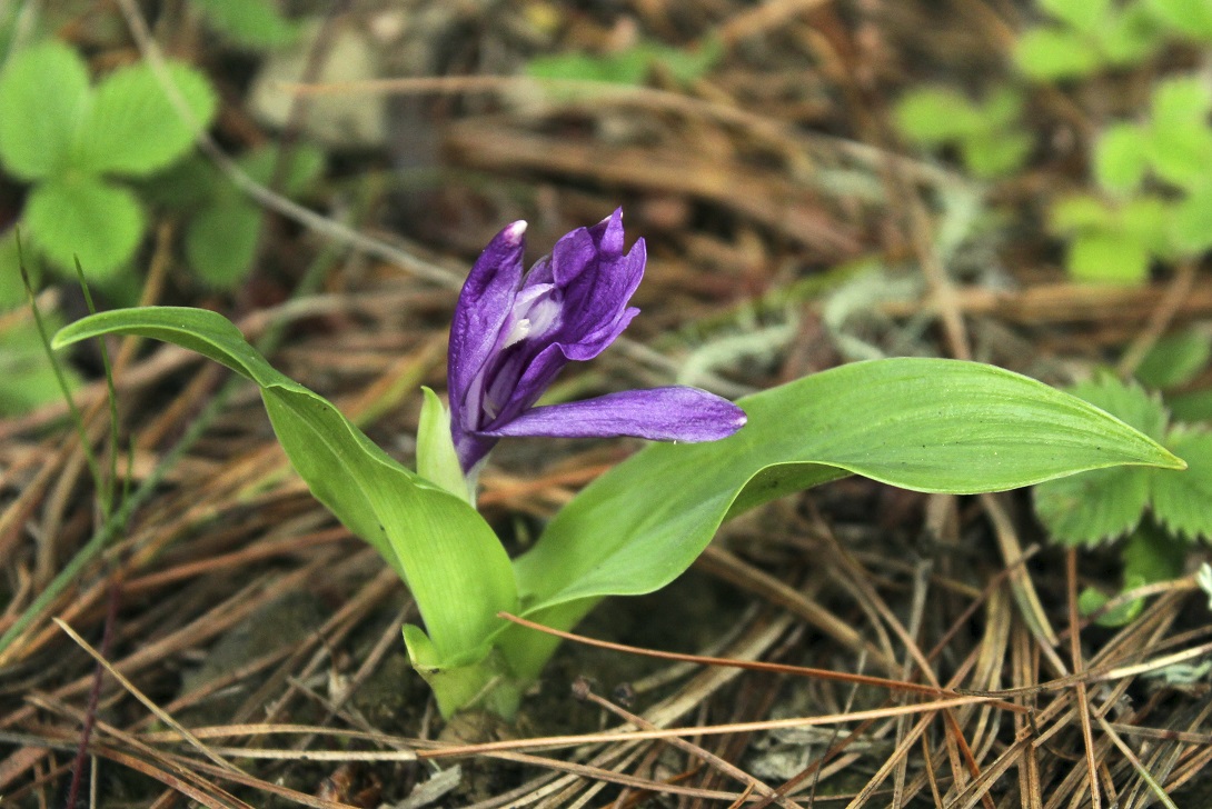 Изображение особи Roscoea alpina.