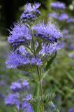 Caryopteris &times; clandonensis