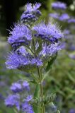 Caryopteris × clandonensis