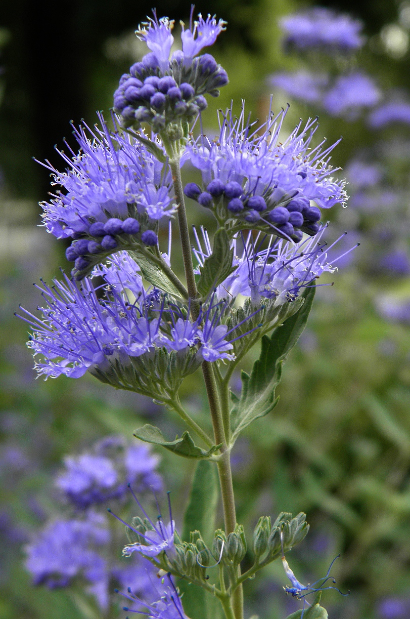 Изображение особи Caryopteris &times; clandonensis.