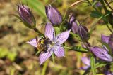 Image of taxon representative. Author is Лариса Крайник