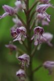 Orchis militaris