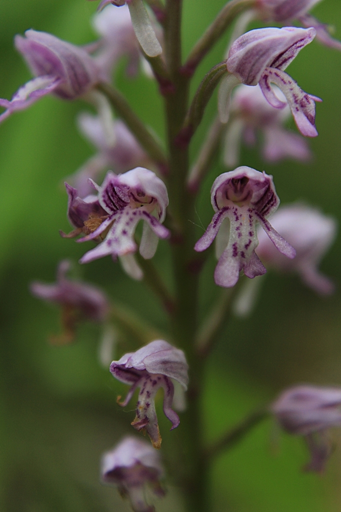 Изображение особи Orchis militaris.