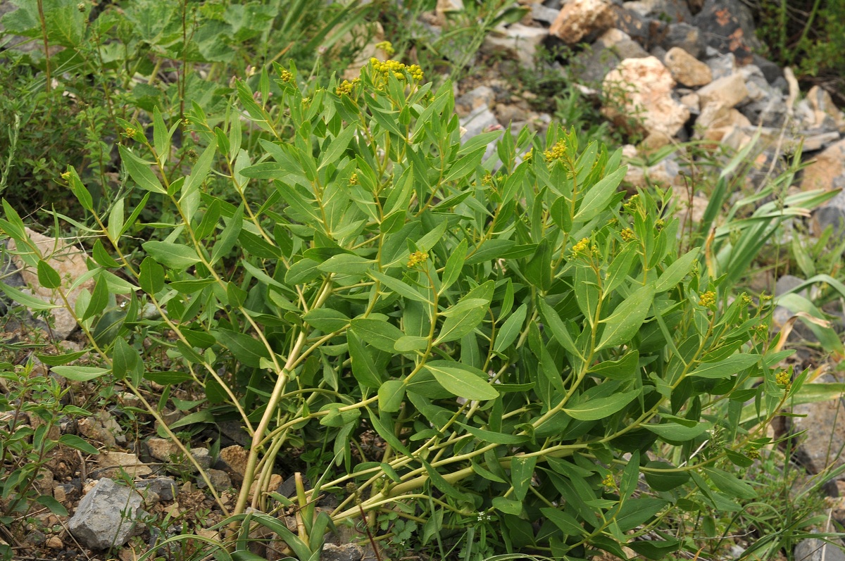 Изображение особи Haplophyllum latifolium.