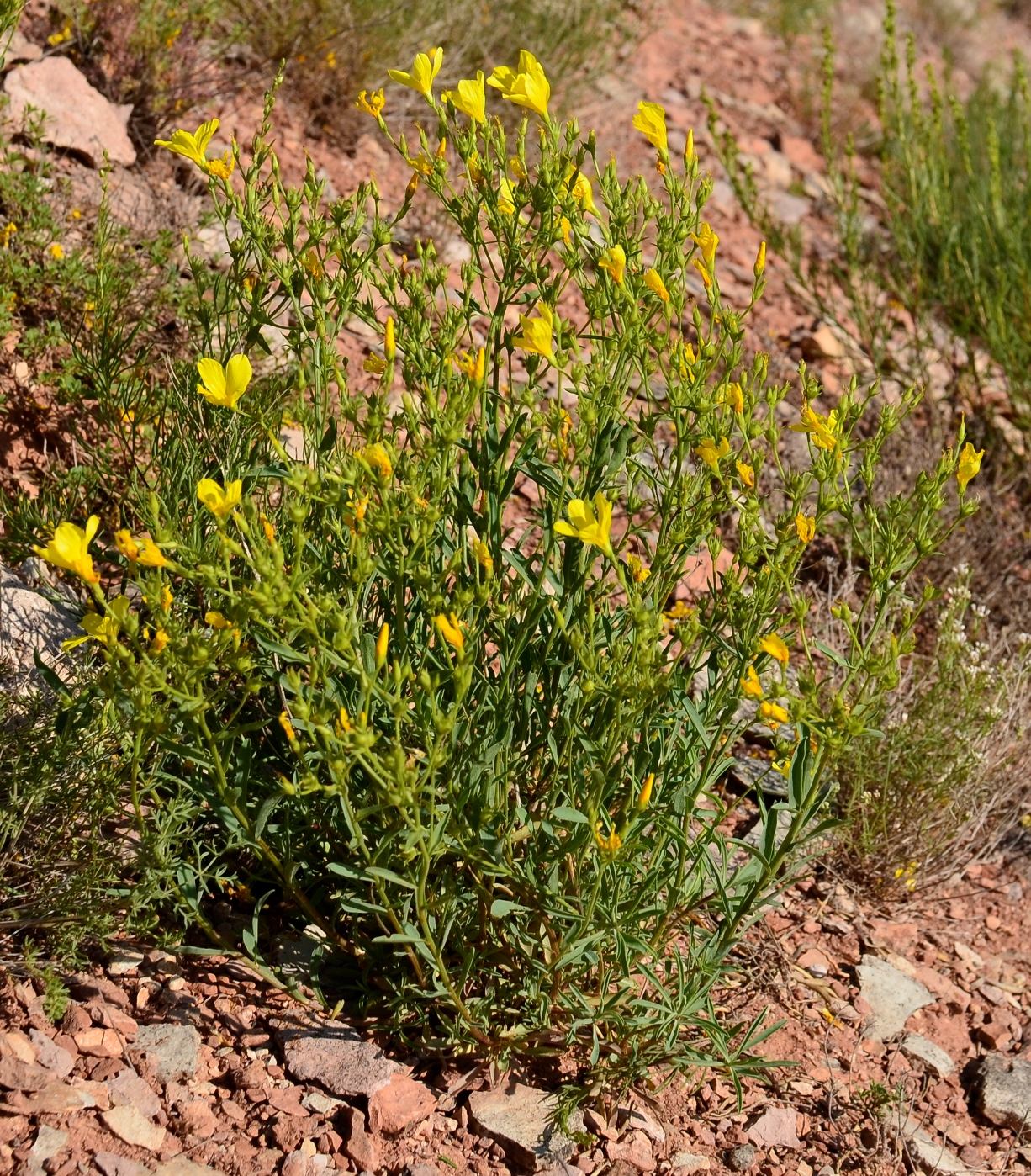 Image of Linum uralense specimen.