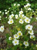 Potentilla inquinans