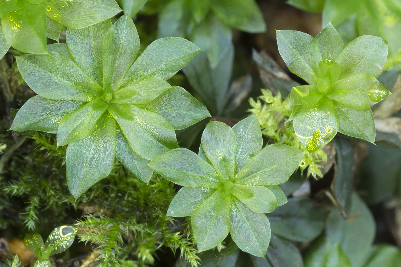 Изображение особи Rhodobryum roseum.