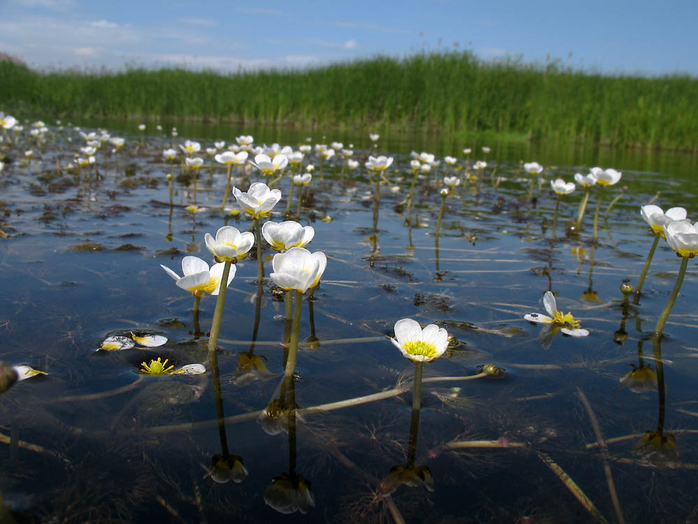 Изображение особи Ranunculus circinatus.