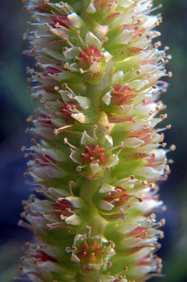 Изображение особи Orostachys malacophylla.