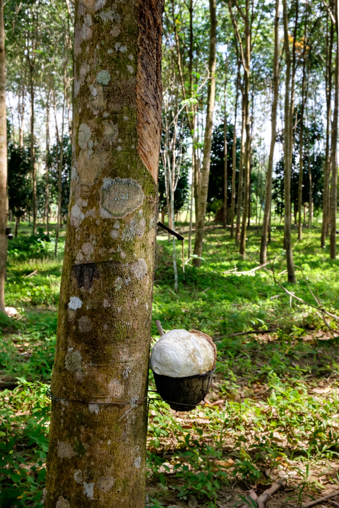 Изображение особи Hevea brasiliensis.