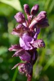 Orchis spitzelii