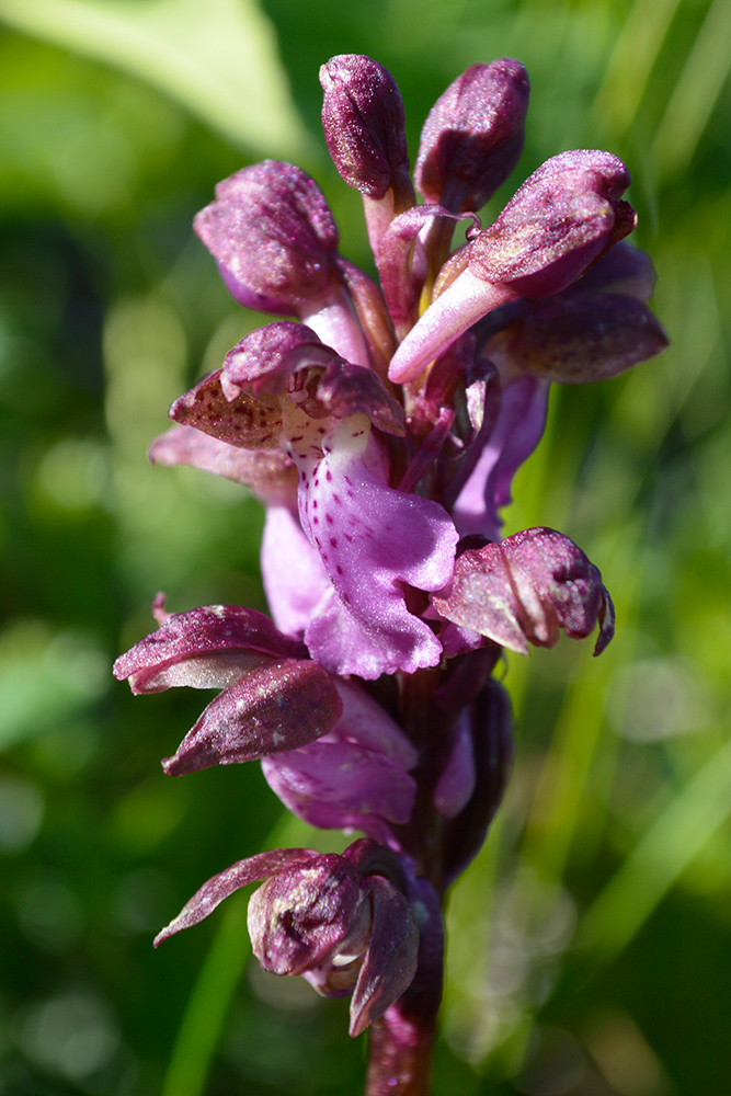 Image of Orchis spitzelii specimen.