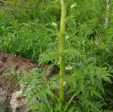 Pleurospermum uralense. Средняя часть зацветающего растения с пазушными побегами и листьями. Восточный Казахстан, Кокпектинский р-н, 25 км в горы от с. Пантелеймоновка, ≈ 1000 м н.у.м., просека в лесу.