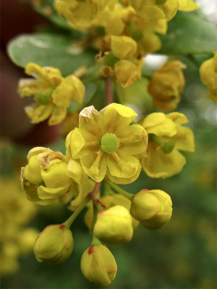 Изображение особи Berberis vulgaris.