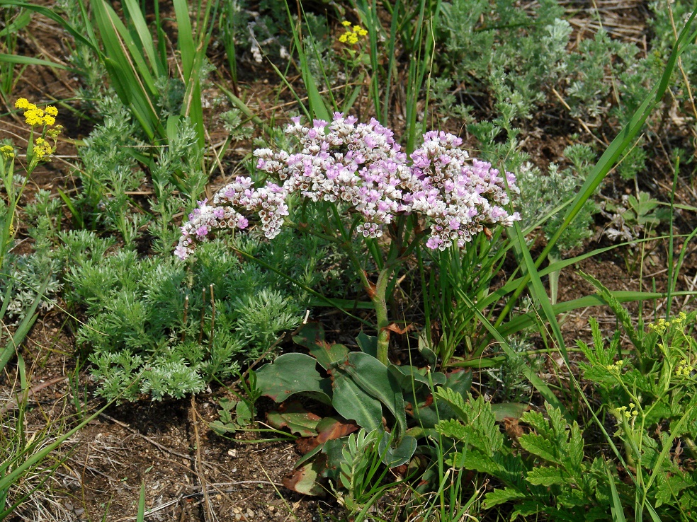 Изображение особи Goniolimon speciosum.