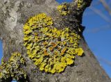 Xanthoria parietina