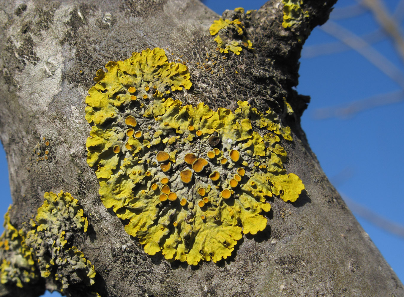 Image of Xanthoria parietina specimen.