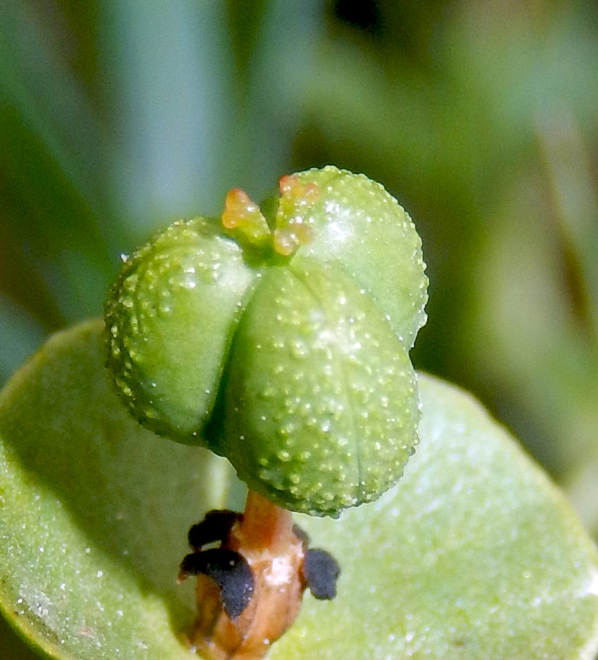 Image of Euphorbia subtilis specimen.