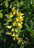 Laburnum anagyroides