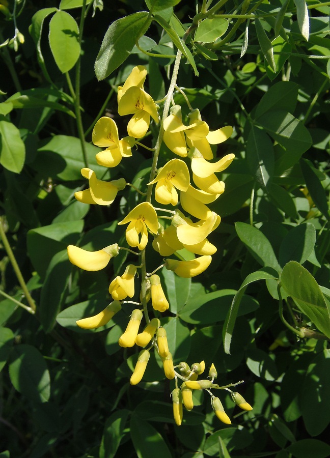 Изображение особи Laburnum anagyroides.