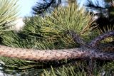 Pinus nigra