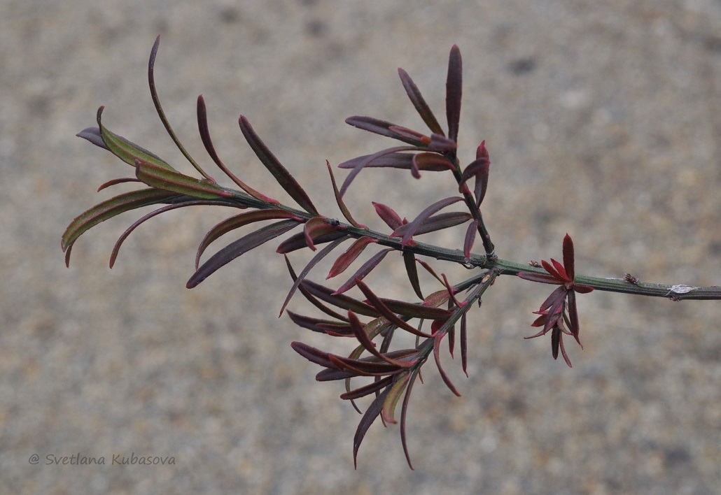 Image of Euonymus nanus specimen.