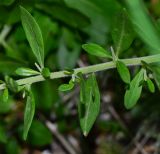Lycium schweinfurthii