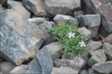 Gypsophila violacea. Цветущее растение на щебнистом склоне. Магаданская обл., Колымское нагорье, склон сопки Беличья близ пос. Ягодное. 19.07.2009.