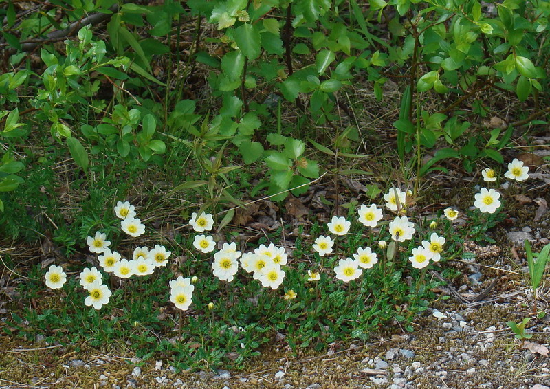 Изображение особи Dryas octopetala.