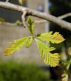 Quercus macrocarpa