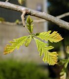 Quercus macrocarpa. Молодые листья. Украина, г. Луганск, в культуре. 28.04.2017.
