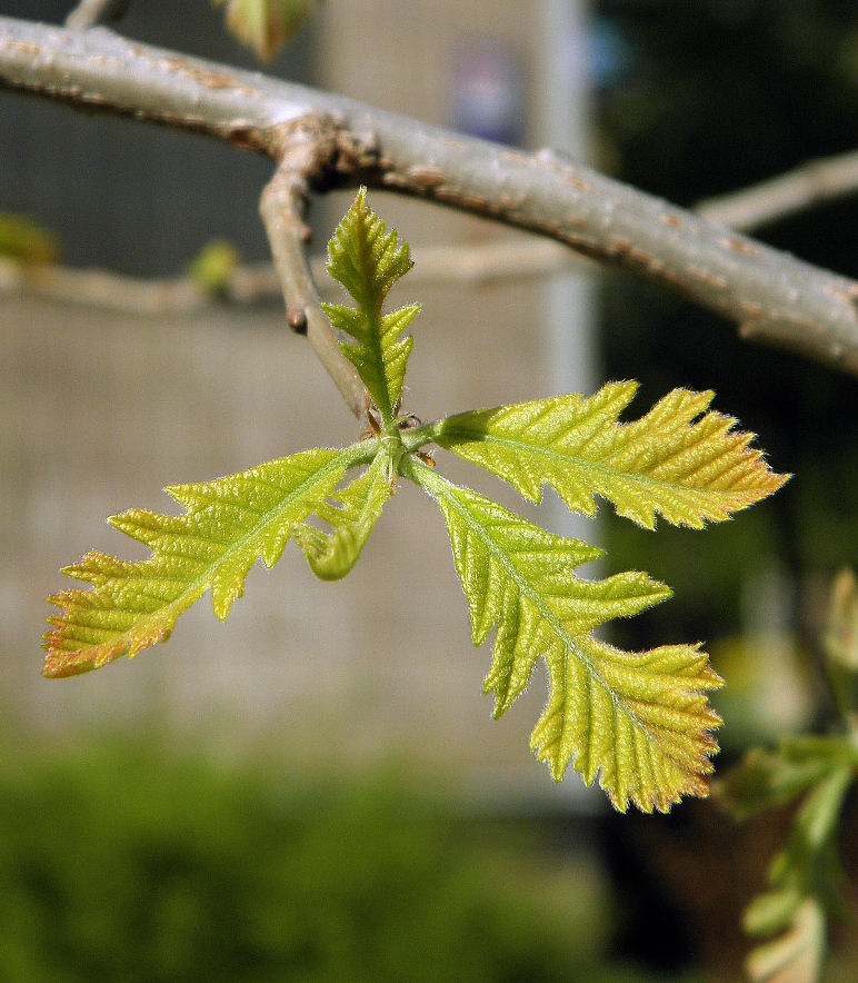 Image of Quercus macrocarpa specimen.