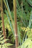 Sphallerocarpus gracilis