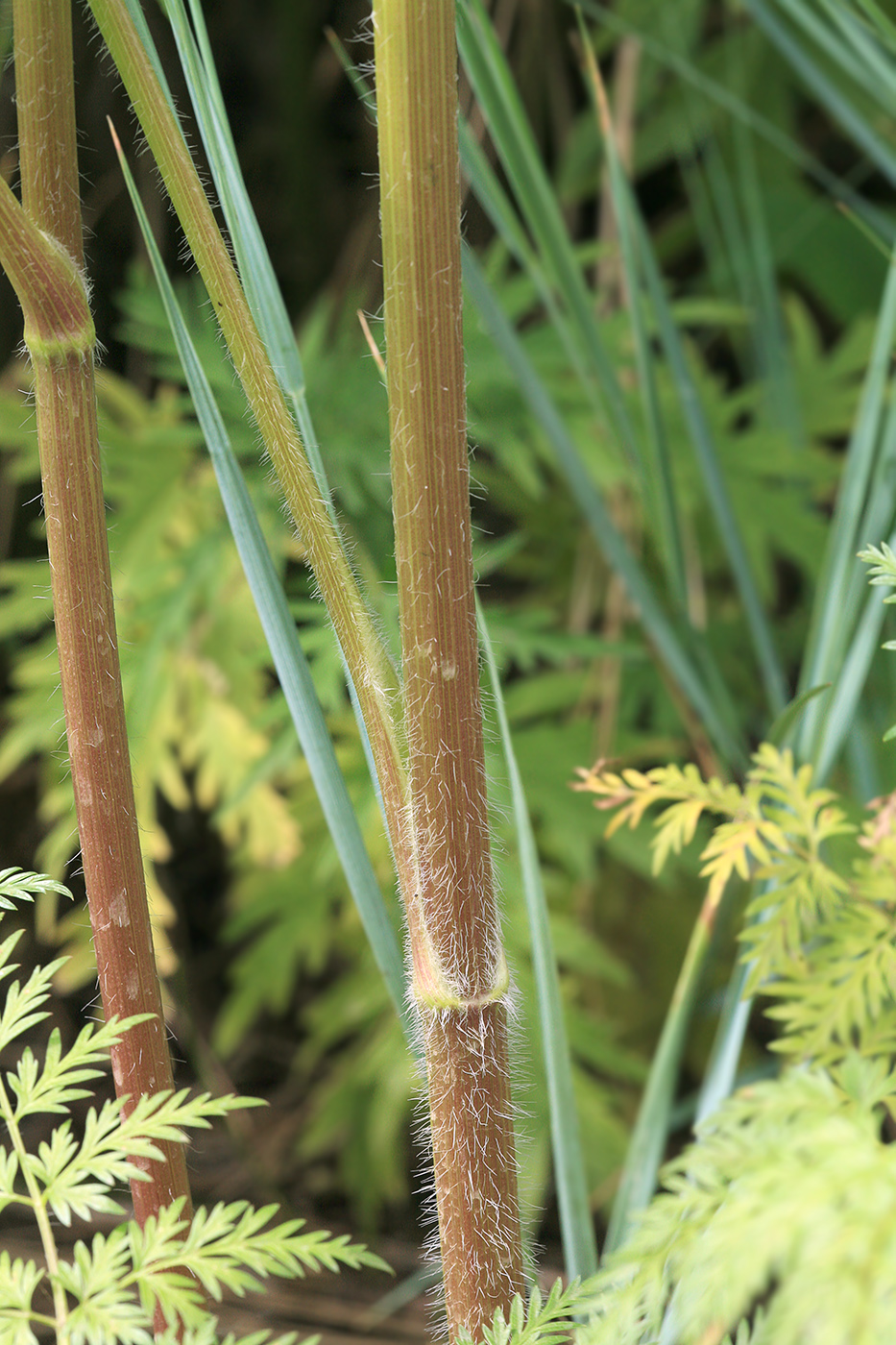 Изображение особи Sphallerocarpus gracilis.