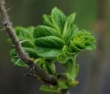 Image of taxon representative. Author is Виталий Гуменюк