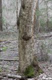 genus Betula. Нижняя часть ствола с капами. Кировская обл., окр. г. Кирово-Чепецк, смешанный лес. 15.05.2017.
