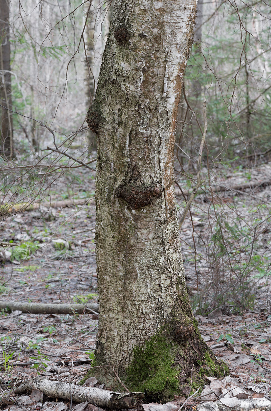 Image of genus Betula specimen.