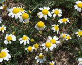 род Tripleurospermum