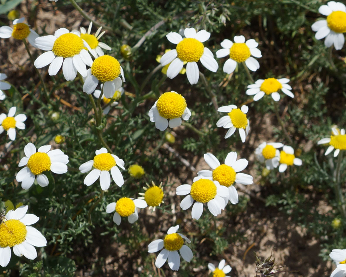 Image of genus Tripleurospermum specimen.