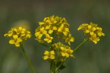 Image of taxon representative. Author is Виктор Шмонин