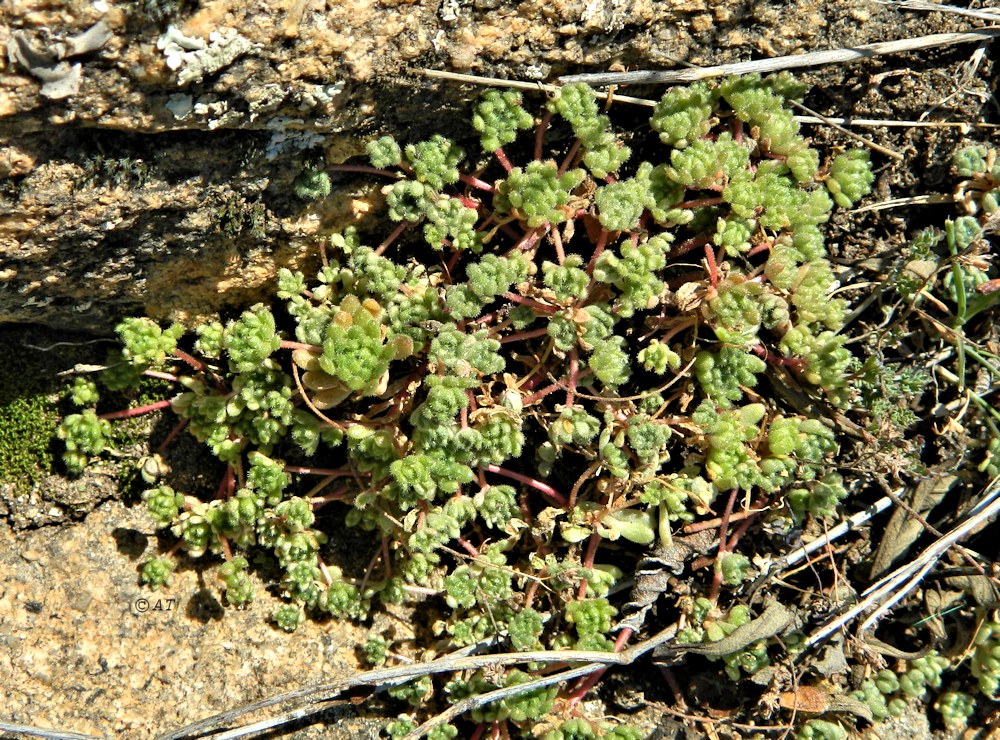 Image of Sedum hirsutum specimen.