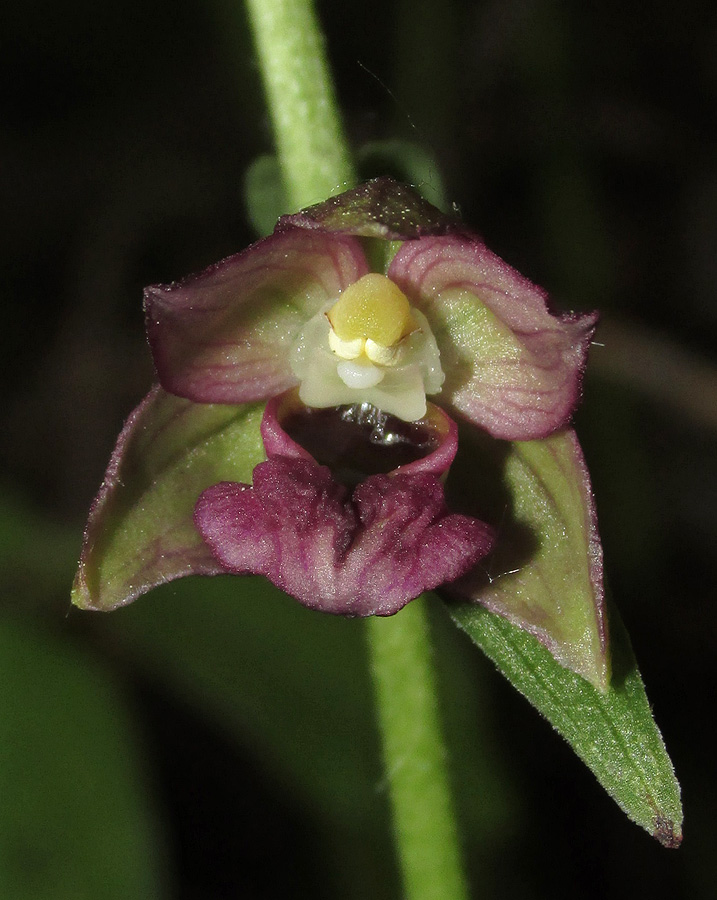 Image of Epipactis helleborine specimen.