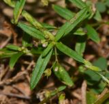 Hedyotis pterita